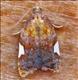 1037 (49.061) Acleris holmiana